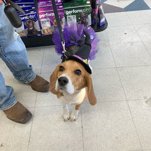 Meet your Posher, Jordan